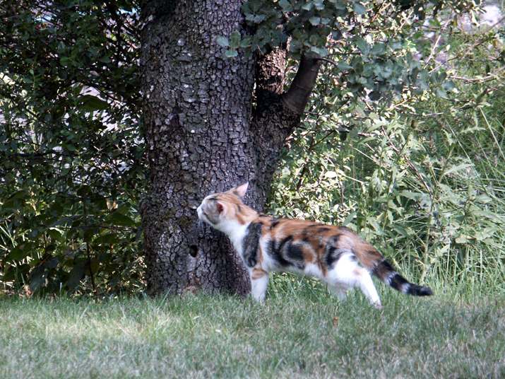 Caramel 08-04 017.jpg - DCF 1.0